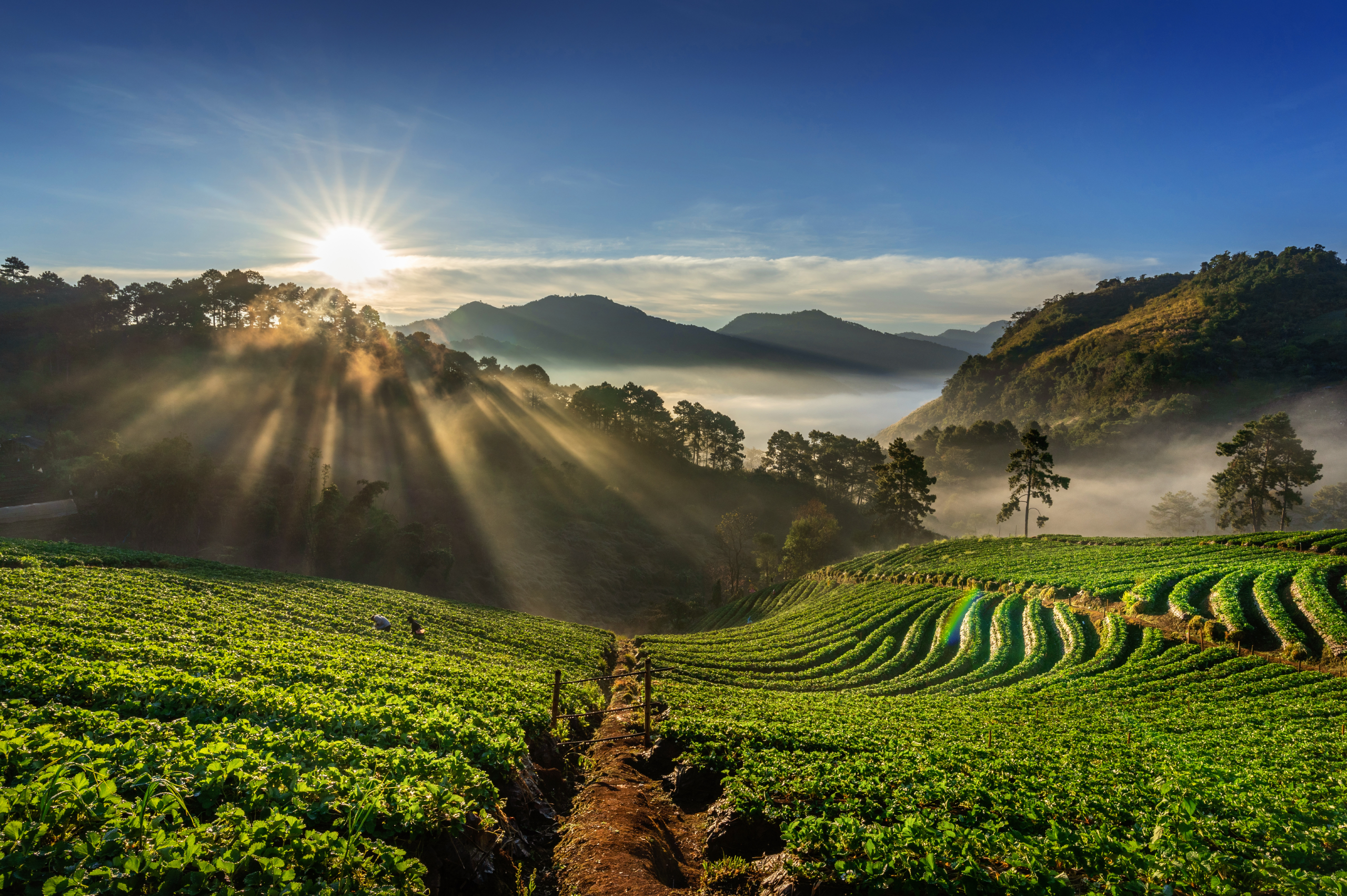DARJEELING