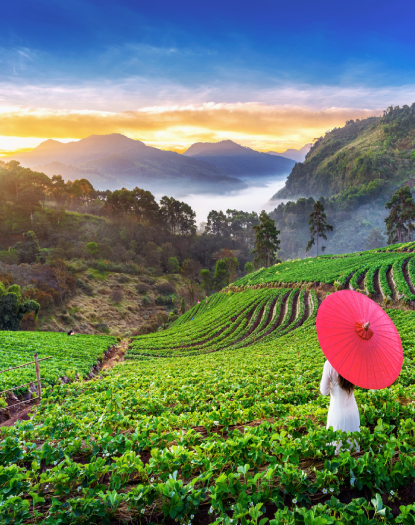 Darjeeling Cover Image
